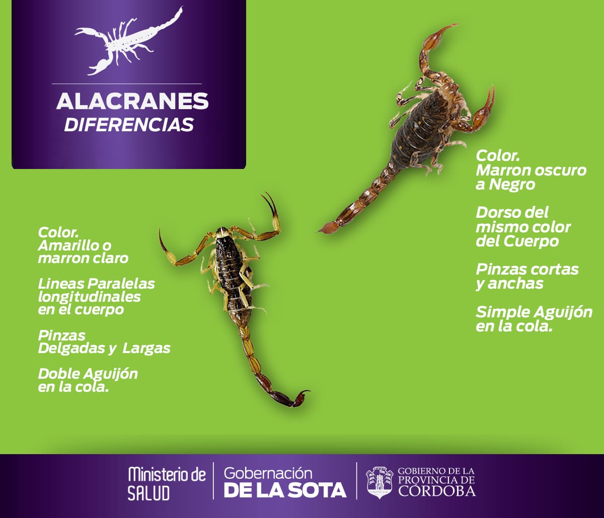 diferentes alacranes - Diario Resumen de la región