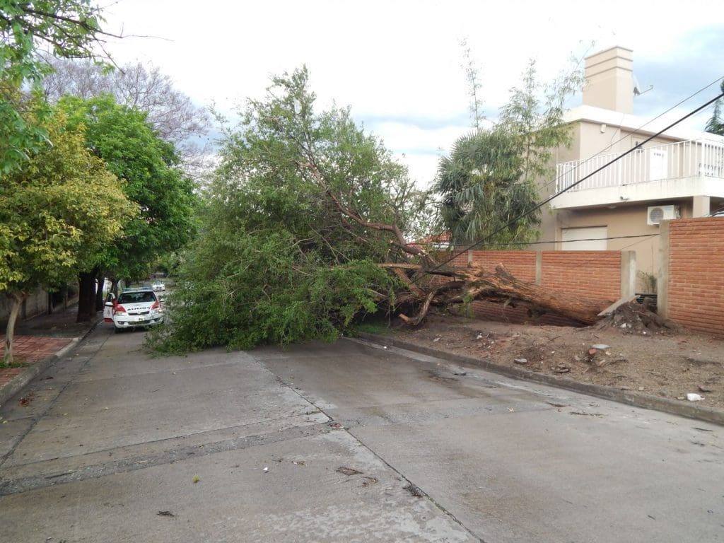 arbol caido granizos - Diario Resumen de la región