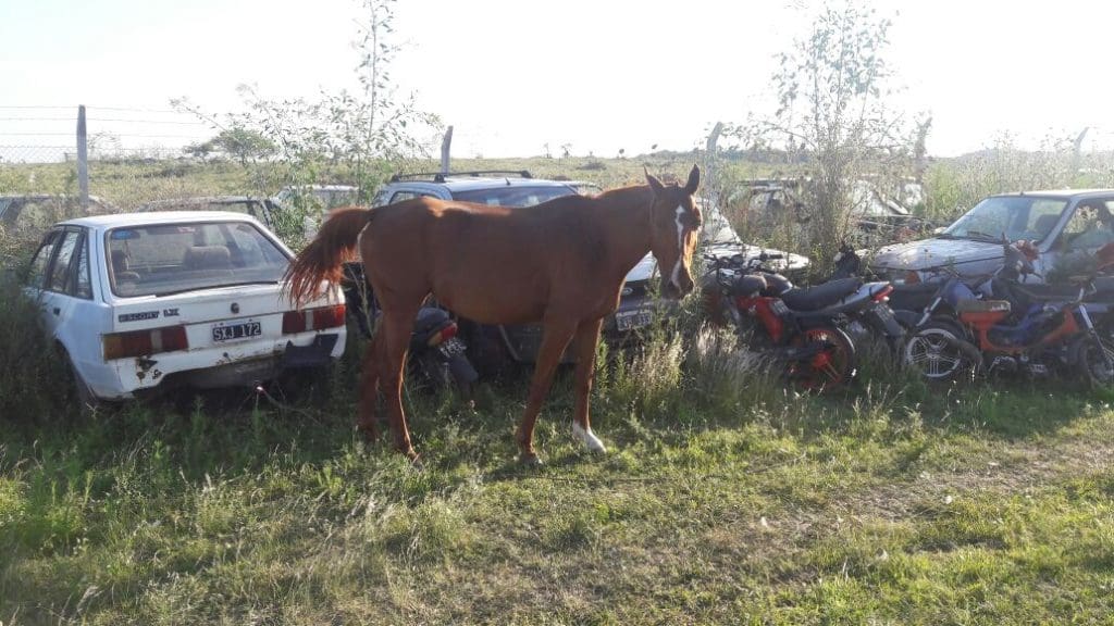 caballos 1 - Diario Resumen de la región