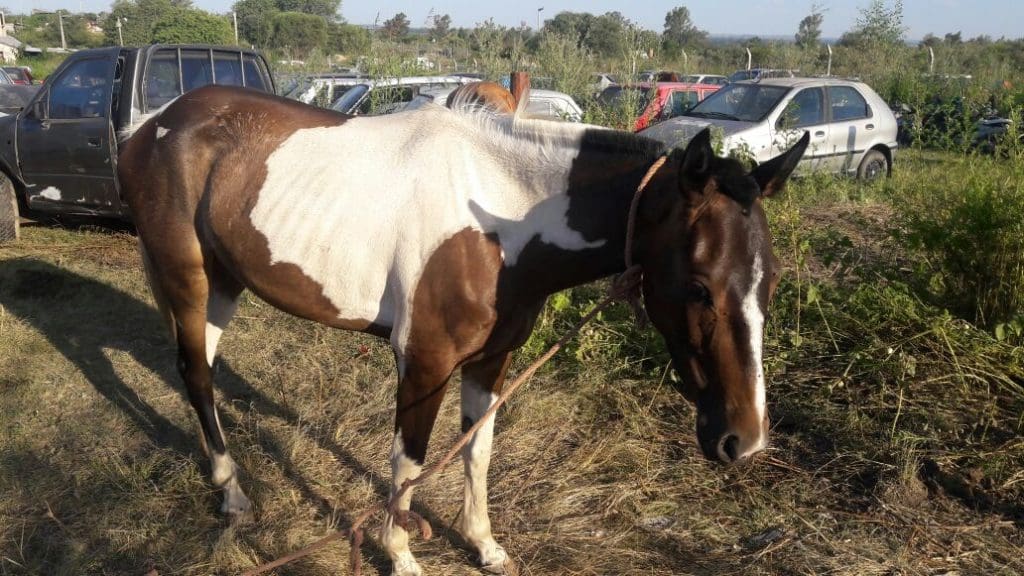 caballos dos 1 - Diario Resumen de la región