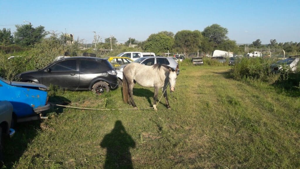 caballos tres 1 - Diario Resumen de la región