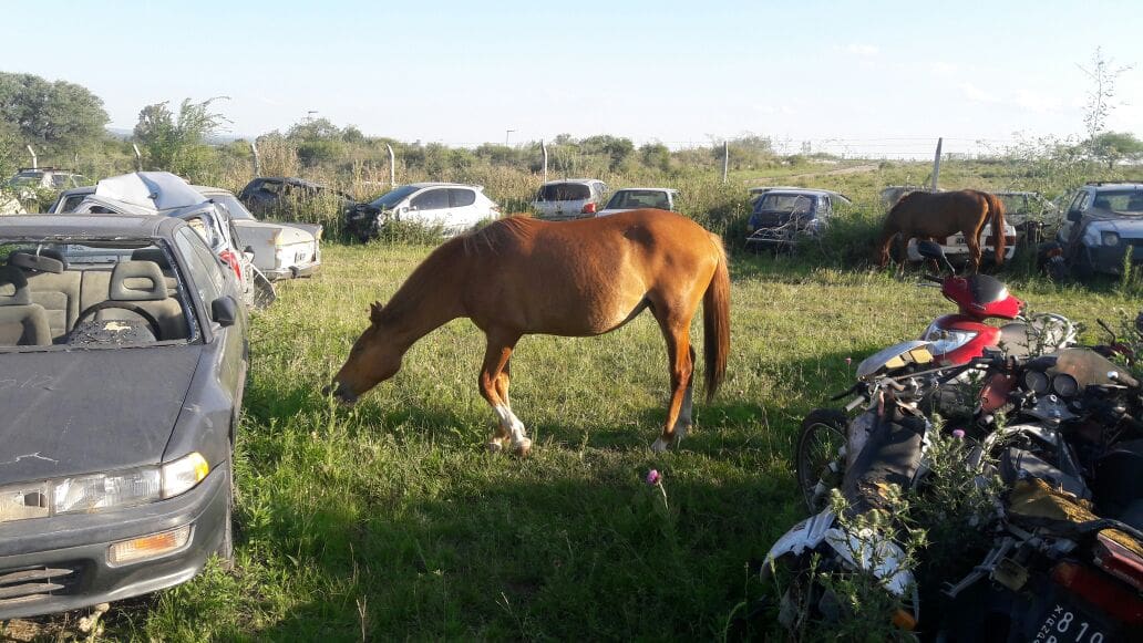 caballos uno 1 - Diario Resumen de la región