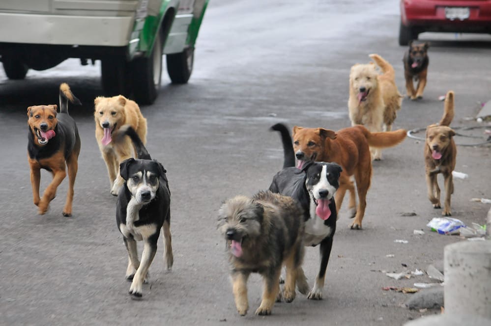 perros callejeros 1 43 1 - Diario Resumen de la región