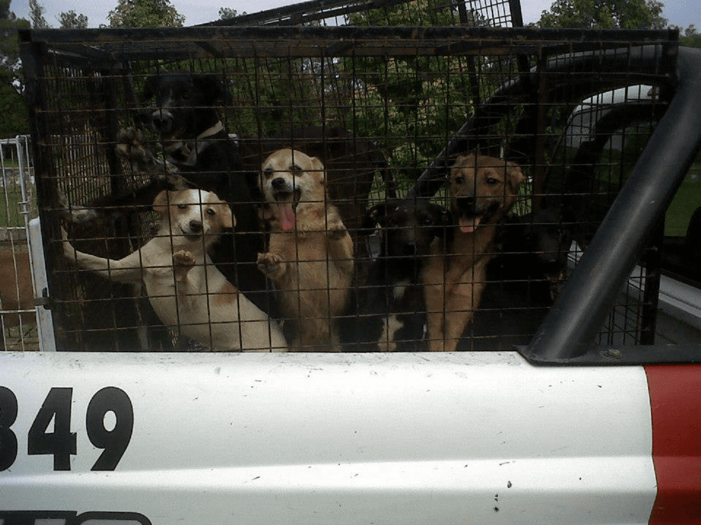 Recuperacióln de animales - Diario Resumen de la región