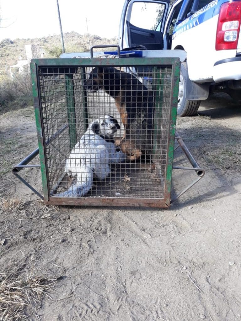 PERROS UNO - Diario Resumen de la región