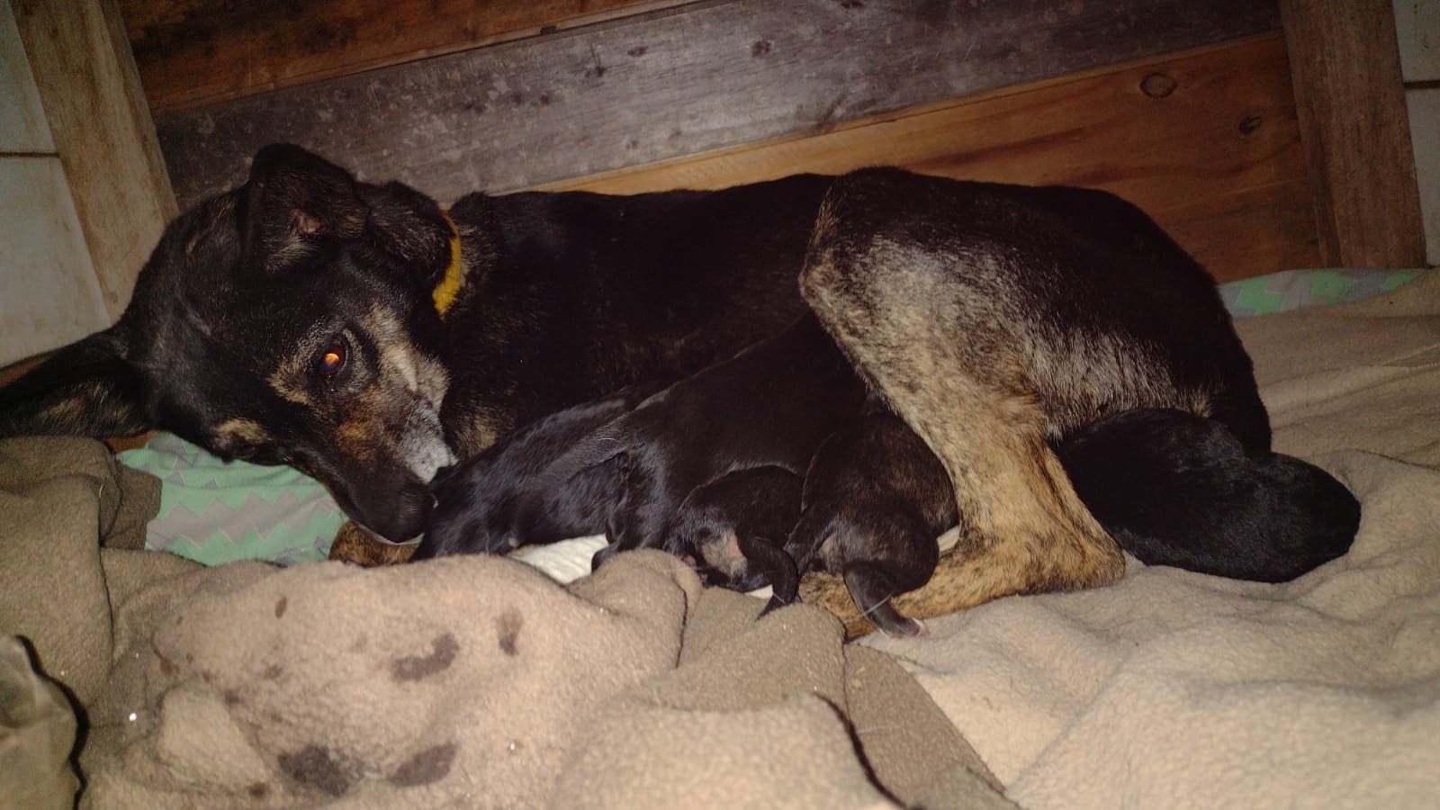 perra cachorros rescatados - Diario Resumen de la región